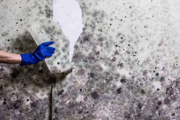 Best Crawl Space Mold Removal  in Catlettsburg, KY